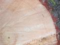 /photo_album/tahoe/2003/pic24504.jpg